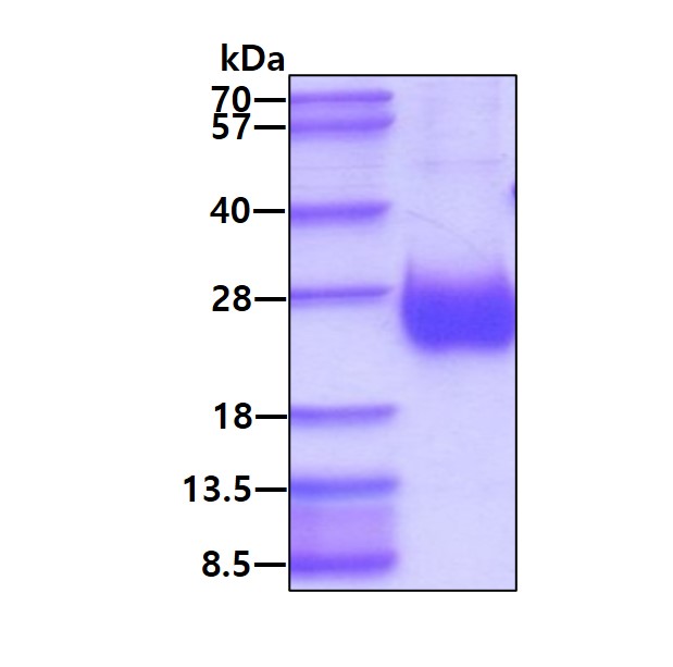 3 μg by SDS-PAGE under reducing condition and visualized by coomassie blue stain.